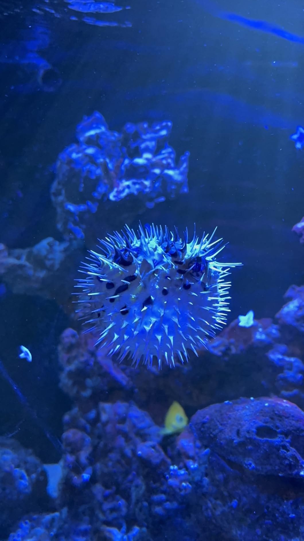 Red Sea 3-in-1 ReefATO+ ATO Auto Top Off System for Aquarium | Water On Floor Alarm | App Controled with Fish Tank Temperature Probe customer photo 1