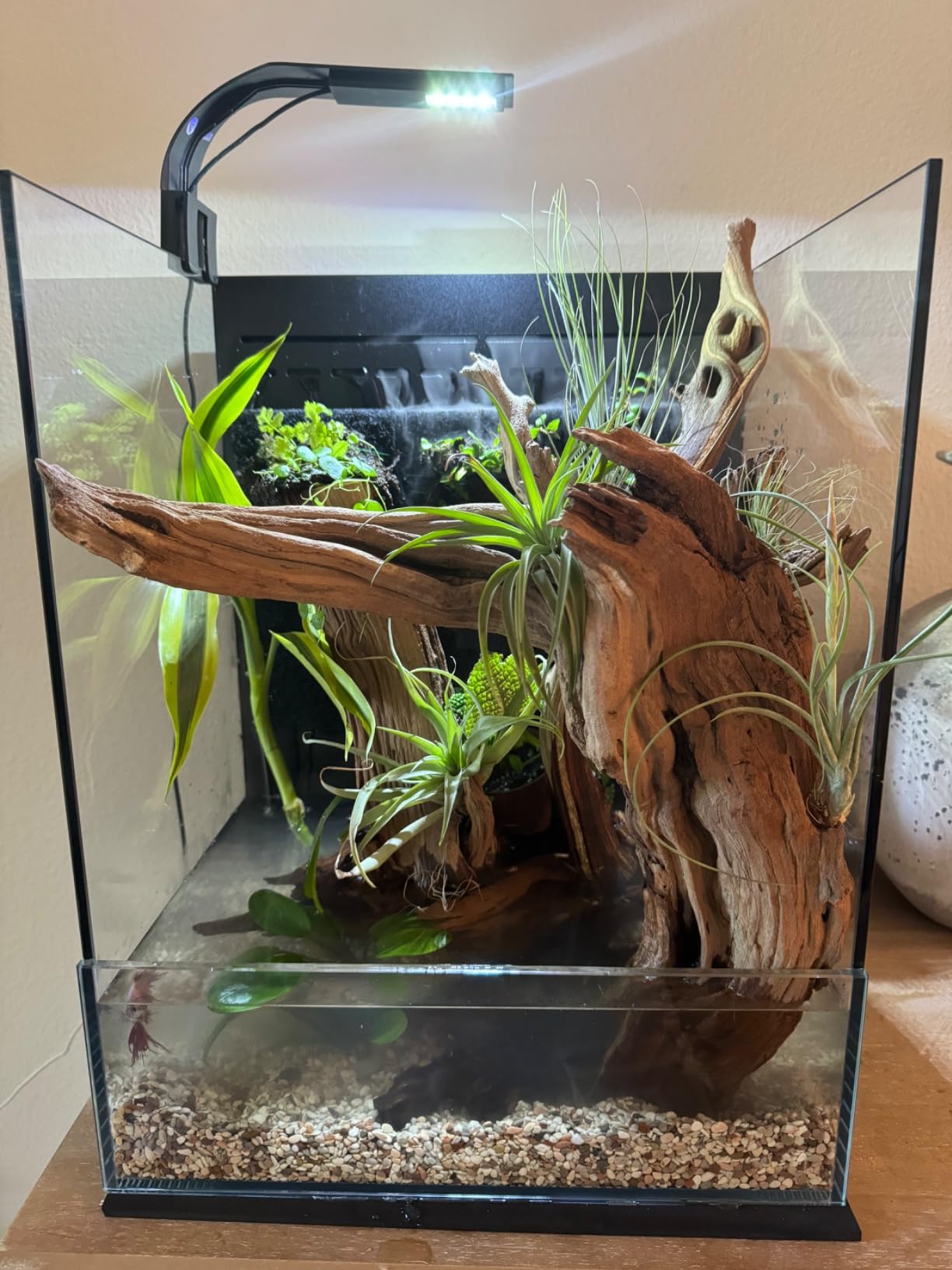 Ultum Nature Systems Foresta Integrated Paludarium Tank - All in One Aquarium with Waterfall, Mist Maker, Water Pump (60E) customer photo 1