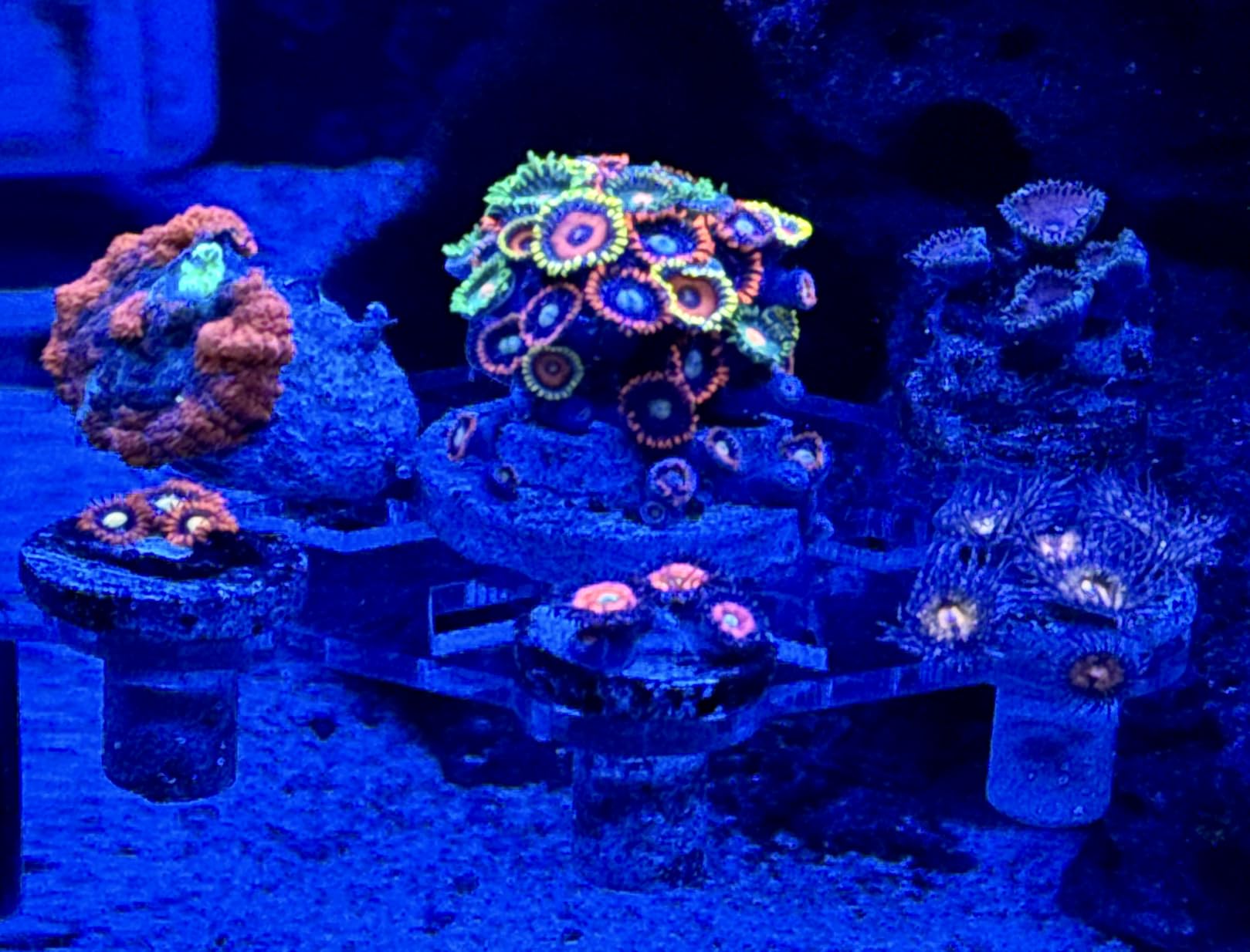 Aquarium Choice Coral Plug Holder - Magnetic Coral Frag Rack (7 Frag Plugs) customer photo 1