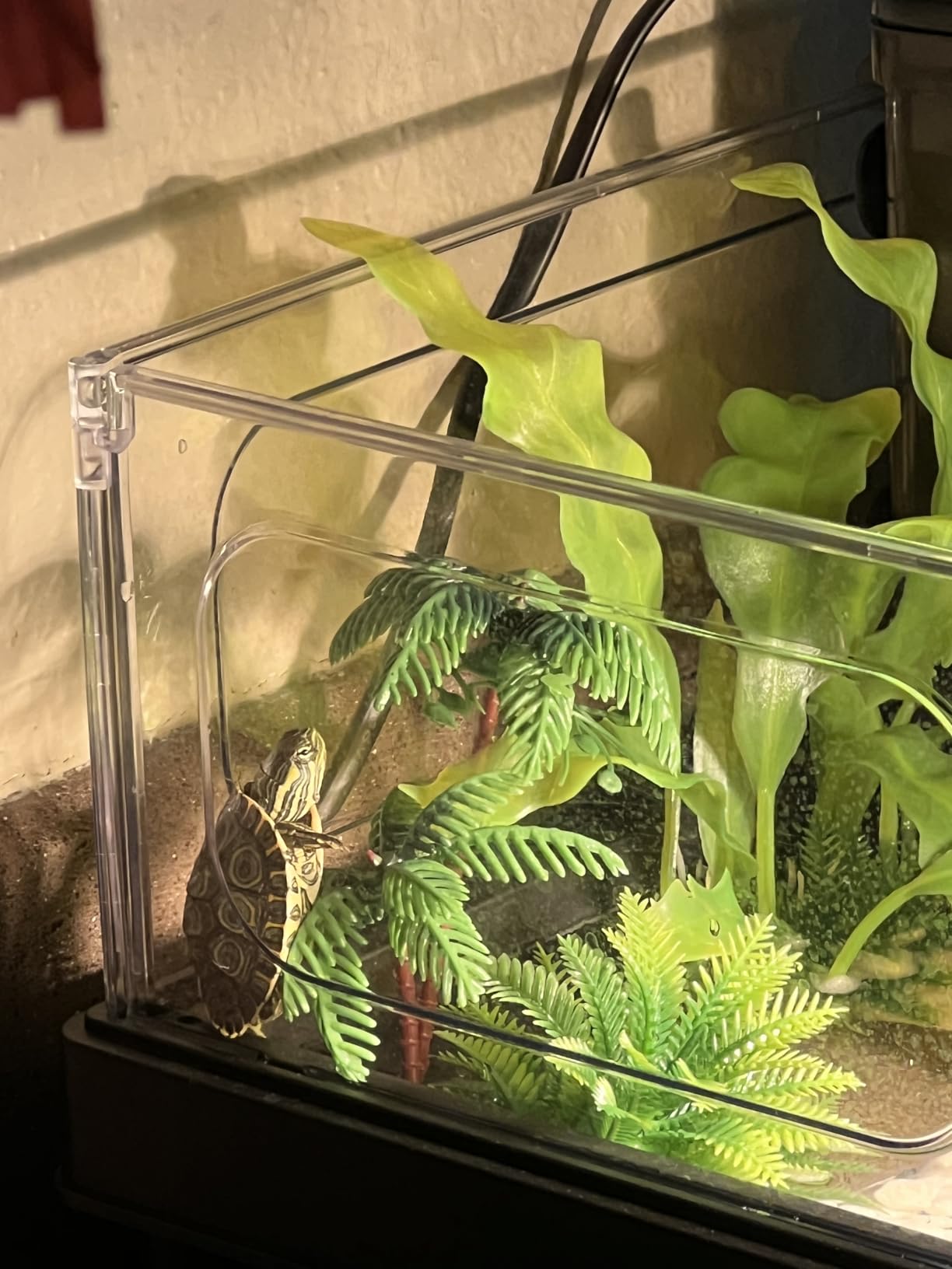 MoonOrange Small Turtle Tank Kit, Acrylic Turtle Tank Starter Kit with Basking Platform, Bottom Drainage, Multi-Function Areas for Turtles, Crabs, Crayfish, Small Reptiles (Black Kit) customer photo 2