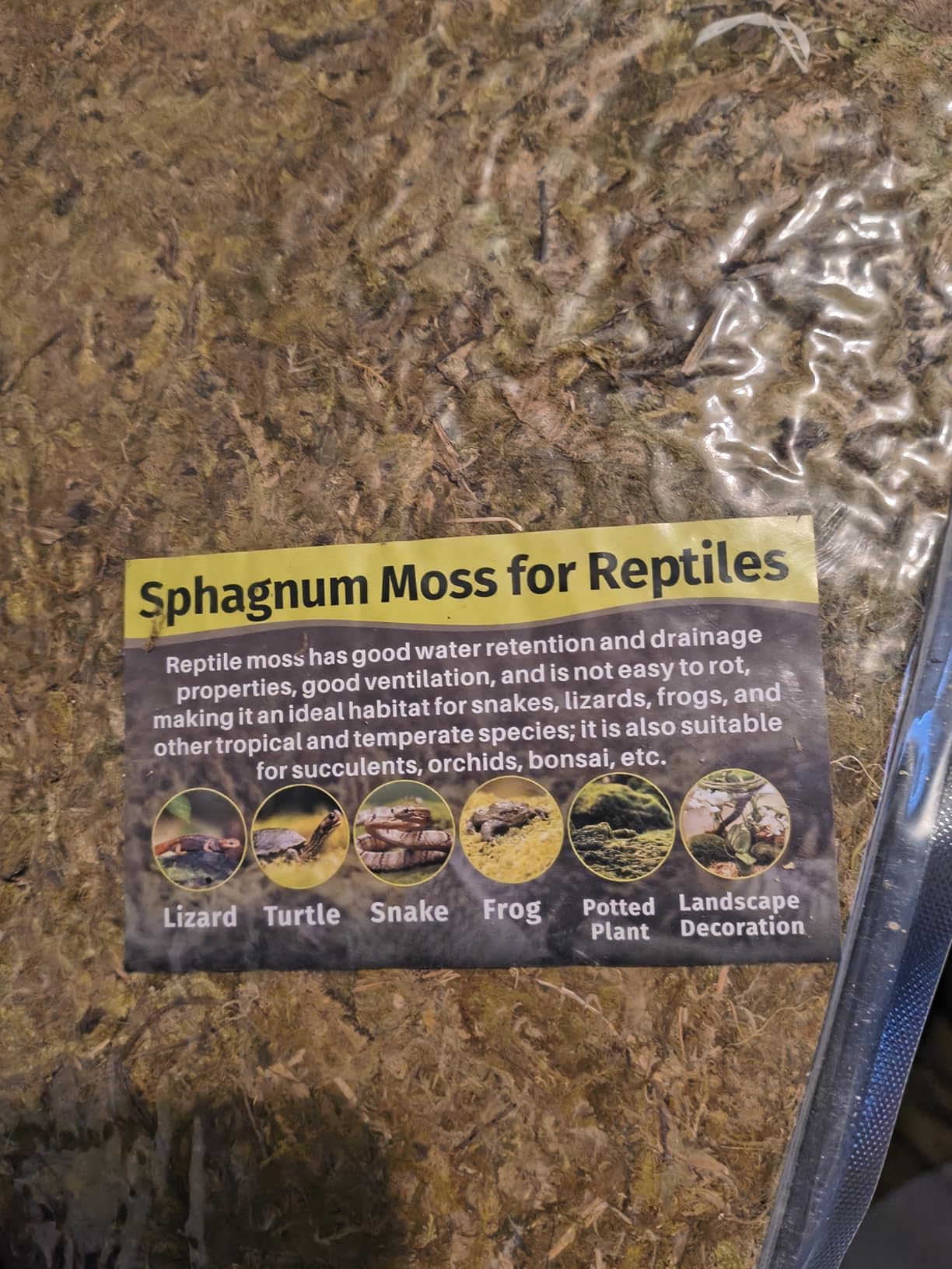 Sukh Sphagnum Moss for Reptiles - Green Terrarium Moss Substrate, 5oz | Habitat Bedding for Gecko, Snake, Turtle, Frog, Bearded Dragon, Jumping Spider, Chameleon, Enclosure & Tank Accessories Decor customer photo 2