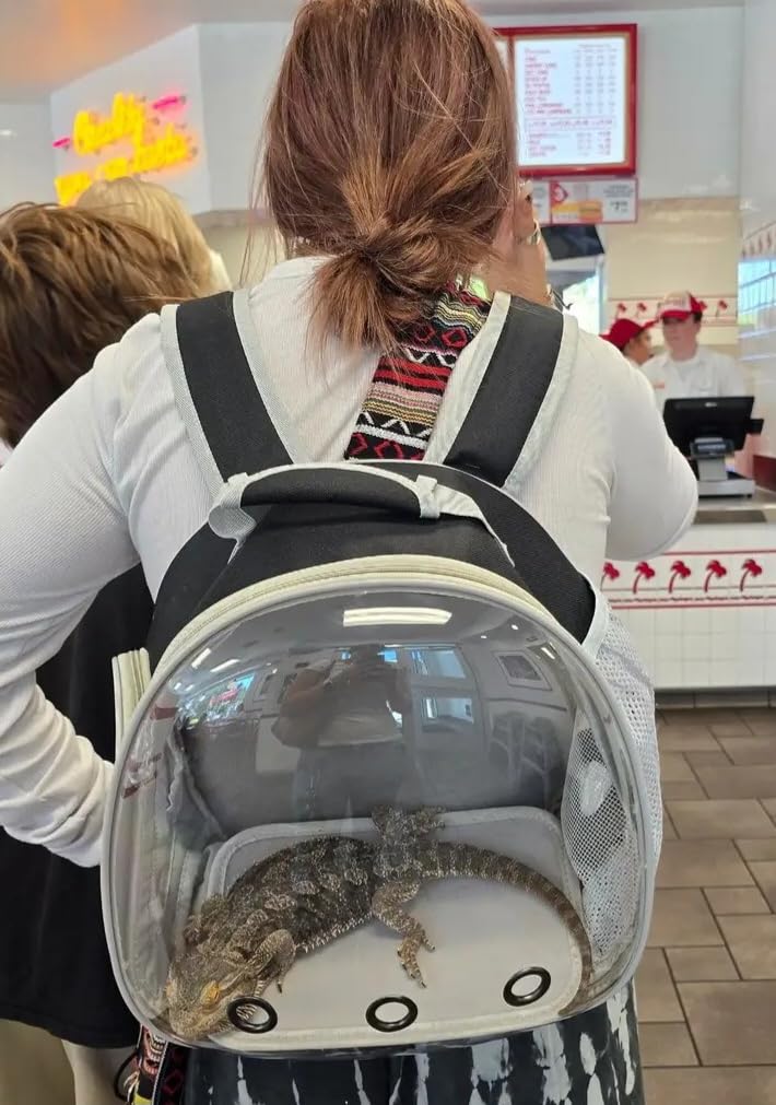 Bearded Dragon Travel Backpack with Harness and Leash Set, Lizard Backpack Travel Carrier, Space Capsule Clear Bubble Window Astronaut Reptile Carrier Backpack, Airline Approved customer photo 1