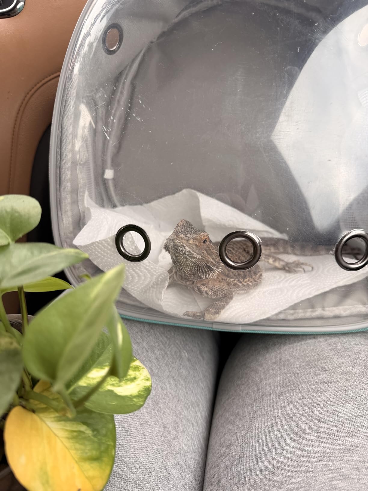 Bearded Dragon Travel Backpack with Harness and Leash Set, Lizard Backpack Travel Carrier, Space Capsule Clear Bubble Window Astronaut Reptile Carrier Backpack, Airline Approved customer photo 2