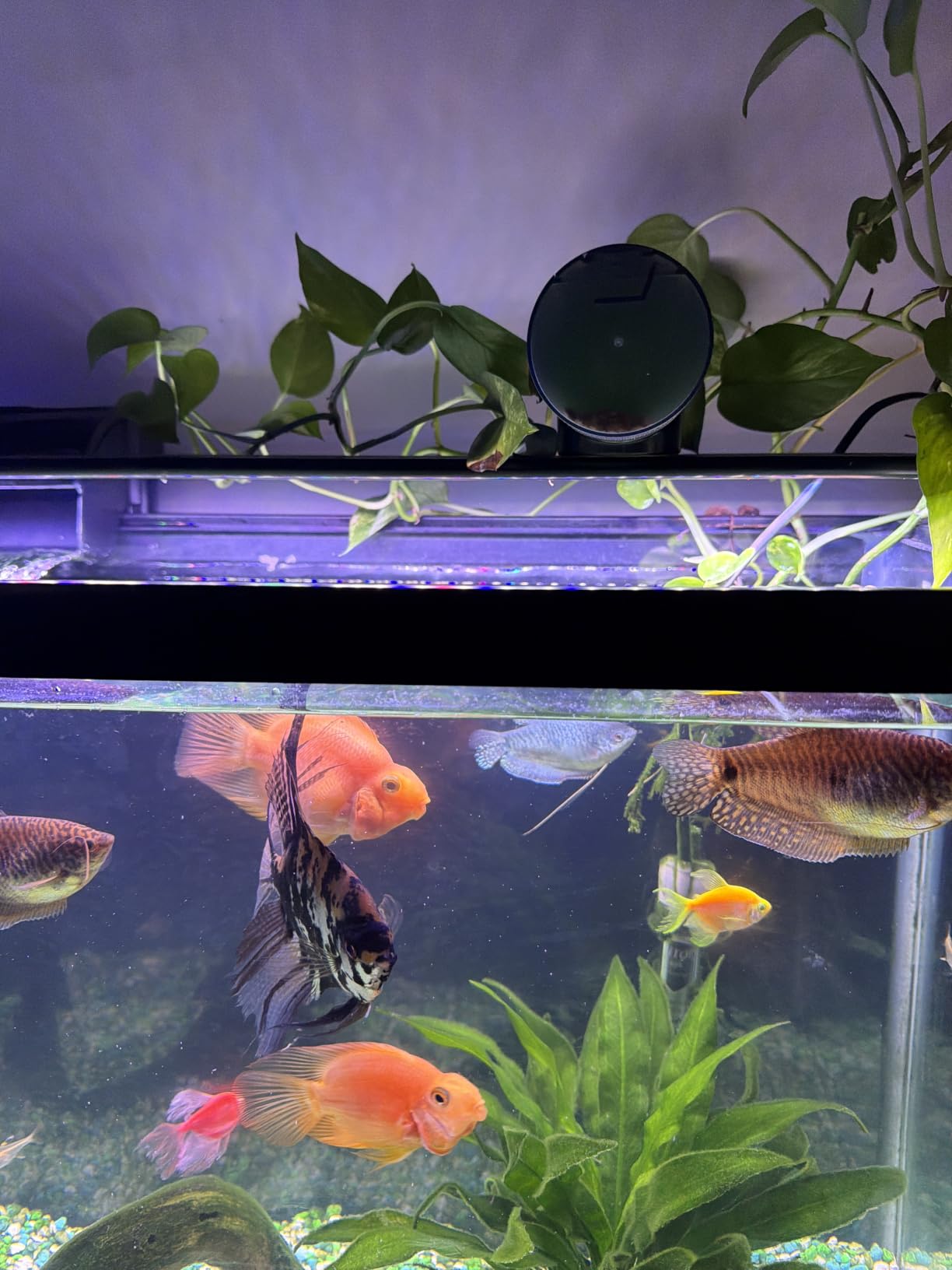 FISHNOSH Automatic Fish Feeder for Aquarium - New Generation 2026, Auto Food Dispenser with Timer for Small Tank, Big Aquariums & Pond, Model-ML customer photo 2