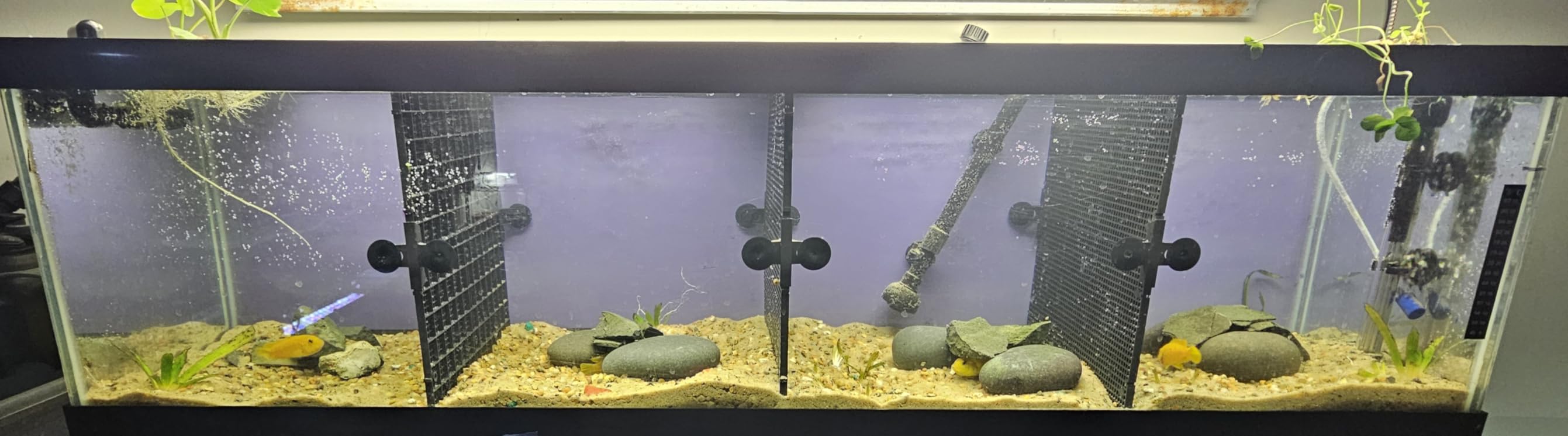 8pcs Fish Tank Divider with 10 pcs Suction Cups DIY Adjustable Aquarium Divider Filter Bottom Fish Tank Isolation Board Egg Crate customer photo 1