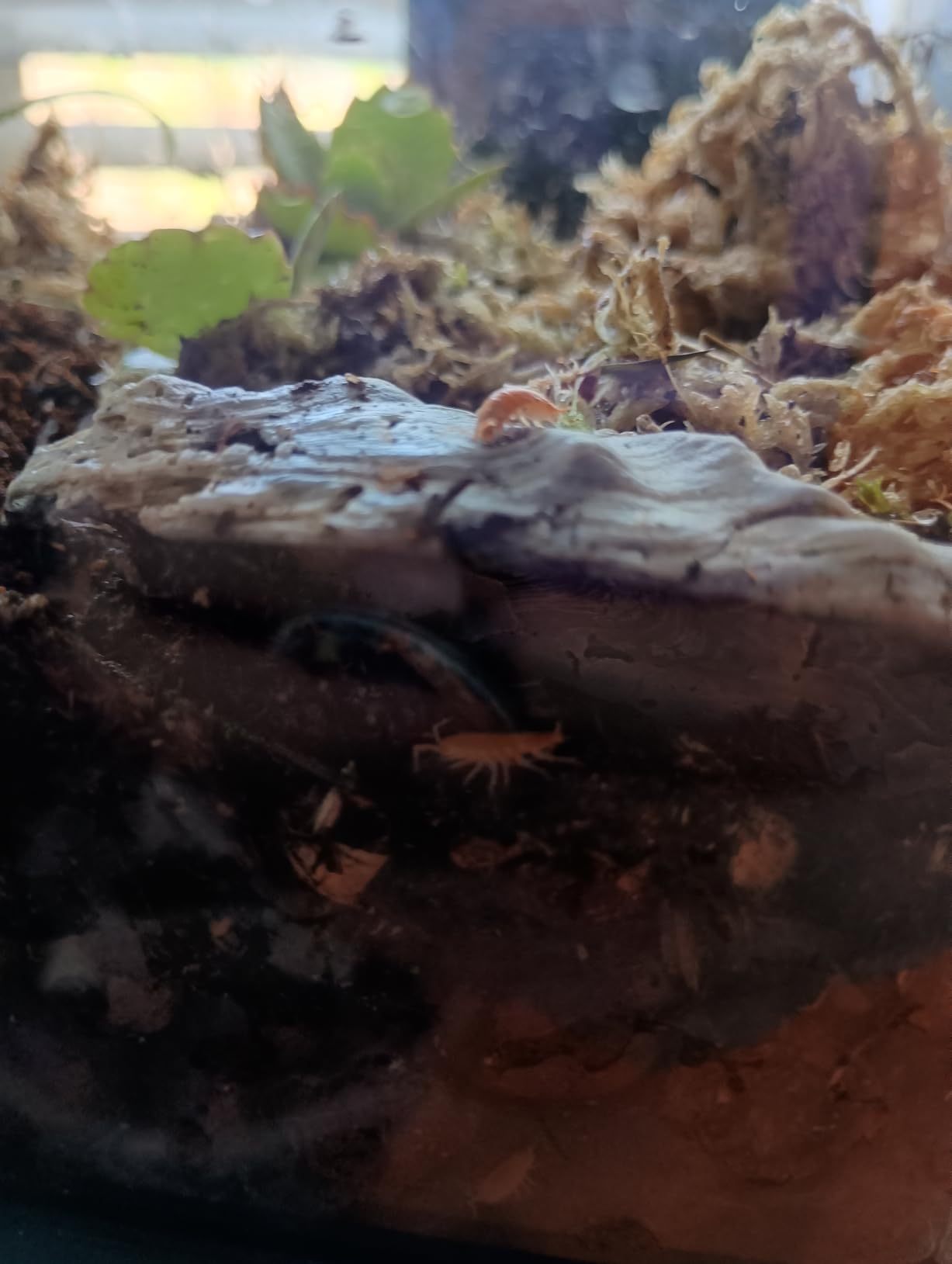 Bioactive Combo | 25 Powder Orange Isopods | 8oz Coco Temperate Springtails | Live Arrival Nationwide! customer photo 1