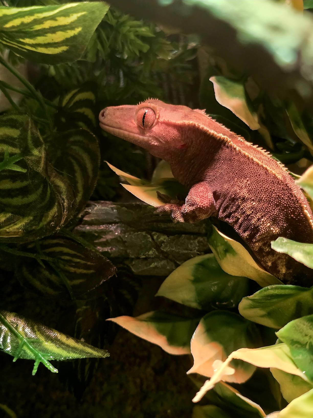 Repashy Crested Gecko Diet Banana 6 Oz customer photo 2