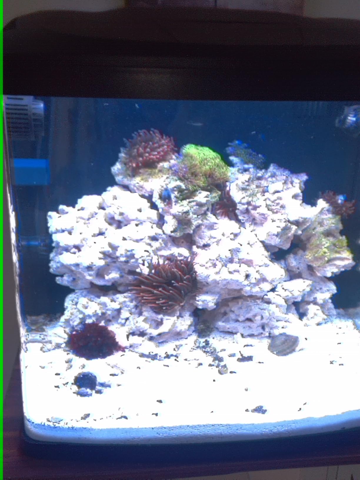 AB+ Powder Copepods & Reef-Roids, All-in-One Reef Food for Saltwater Marine Tanks | Ideal for Soft Corals, LPS, SPS, NPS Non-Photosynthetic Corals & Anemones, Also for Betta Fish.(SPS/LPS, 20g) customer photo 1