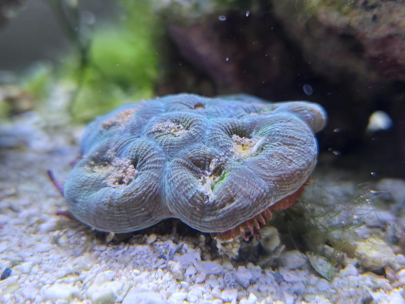 AB+ Powder Copepods & Reef-Roids, All-in-One Reef Food for Saltwater Marine Tanks | Ideal for Soft Corals, LPS, SPS, NPS Non-Photosynthetic Corals & Anemones, Also for Betta Fish.(SPS/LPS, 20g) customer photo 2