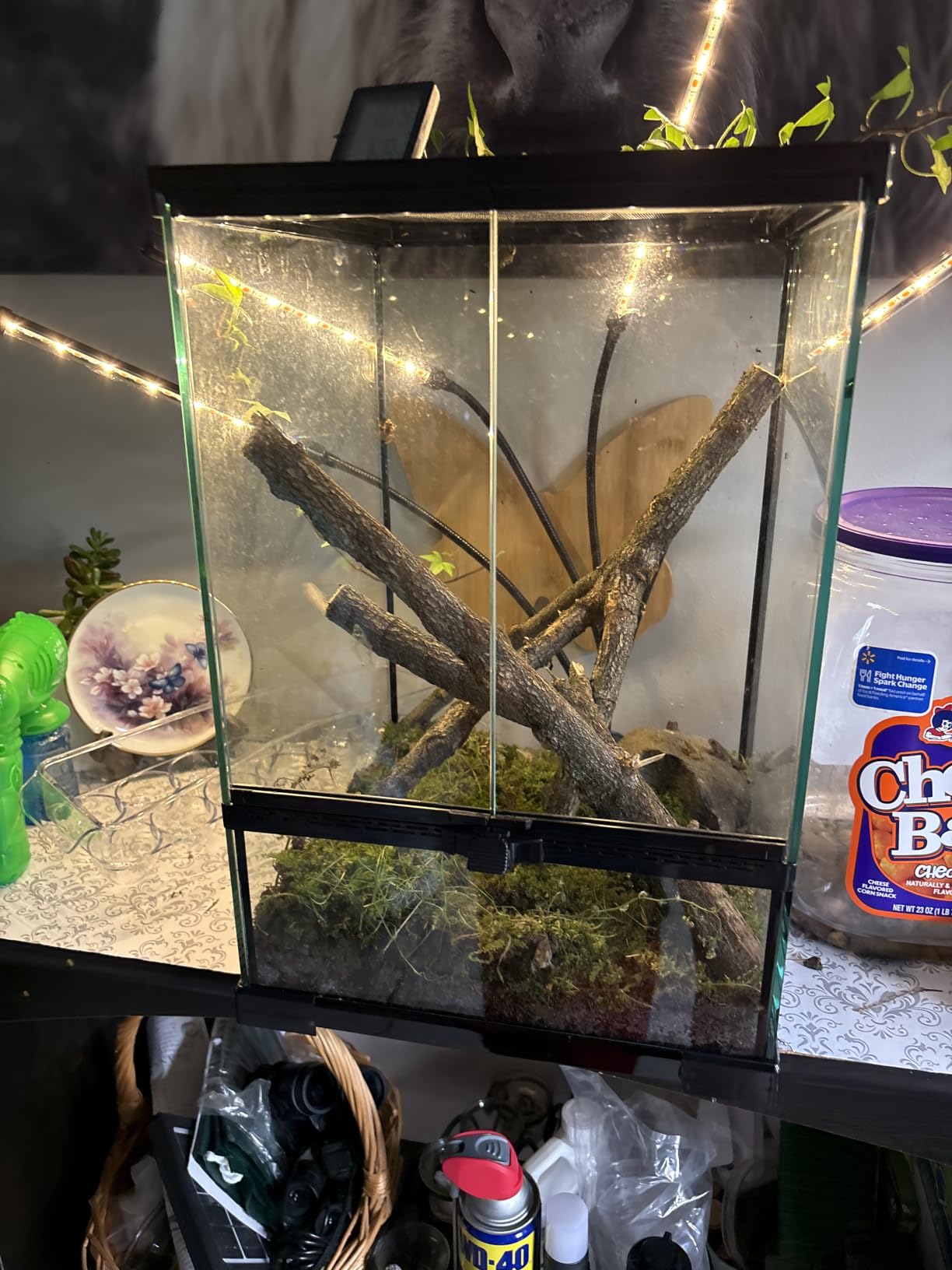 11 Gallon Reptile Glass Tank Vertical Terrarium 12