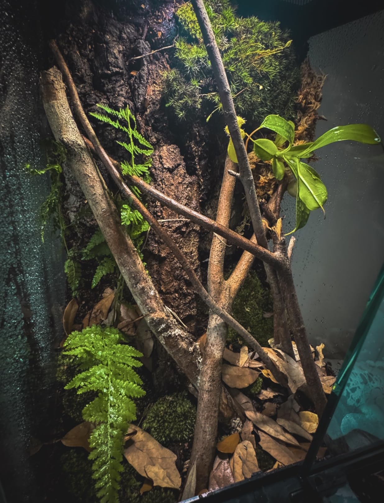 11 Gallon Reptile Glass Tank Vertical Terrarium 12