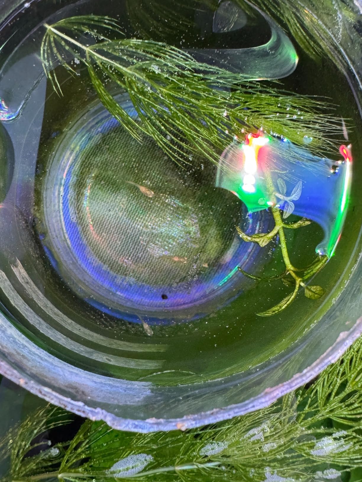 Brine Shrimp Fish Food, Ready to Use Aquarium Fish Food, Non-Living Instant Baby Brine Shrimp, for Betta Saltwater Marine Freshwater Fish customer photo 2