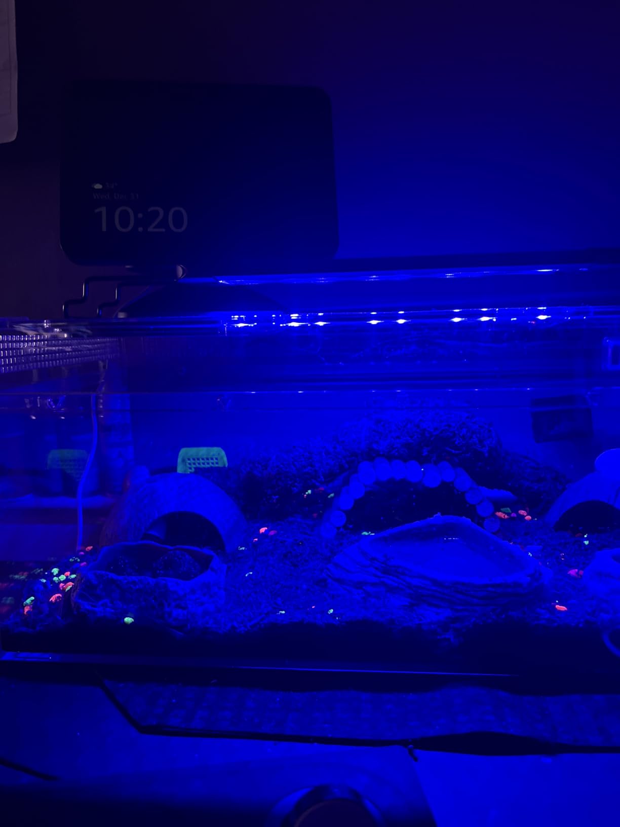 Pawfly 6 W Terrarium Light for 6
