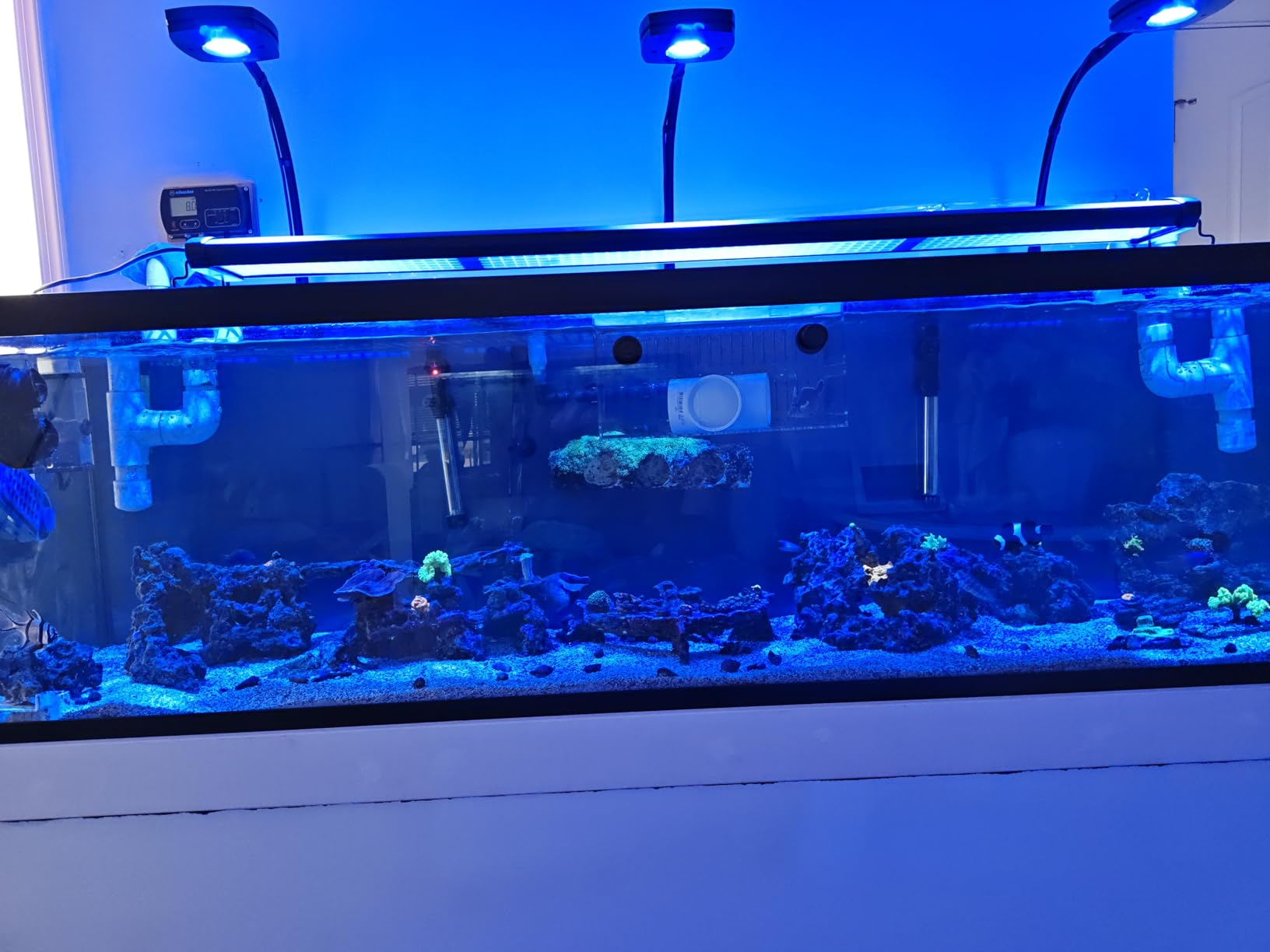 Magnet Acclimation Box for Saltwater Fish Quarantine Aquarium Isolation Box for Aquarium Fish Anemone Reef Coral customer photo 1