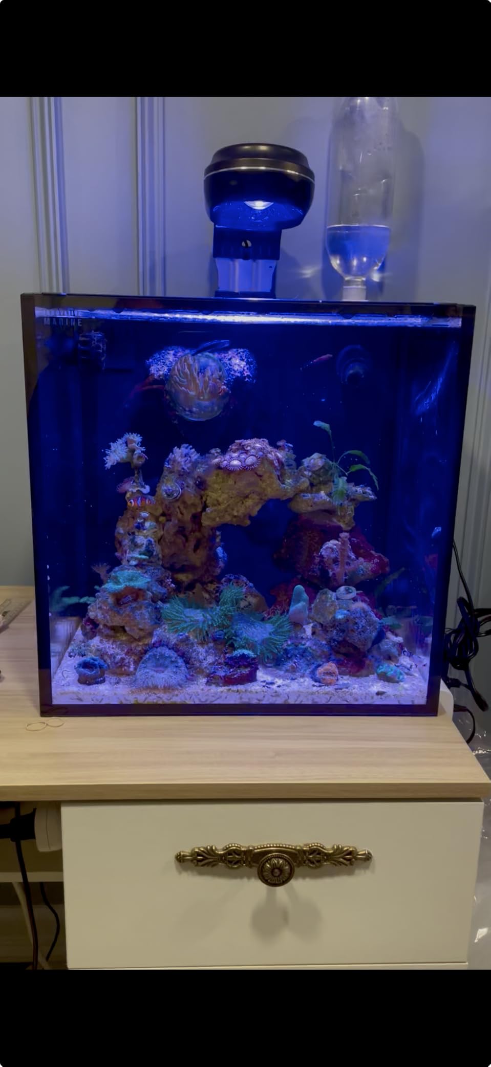 PopBloom RL60 WiFi Reef LED Light, 60W Full Spectrum Marine Reef LED Aquarium Lighting for Soft/LPS Corals & Saltwater Fish Nano Tanks, Built-in Timer, WiFi Phone Programmable, Sunrise Sunset customer photo 1