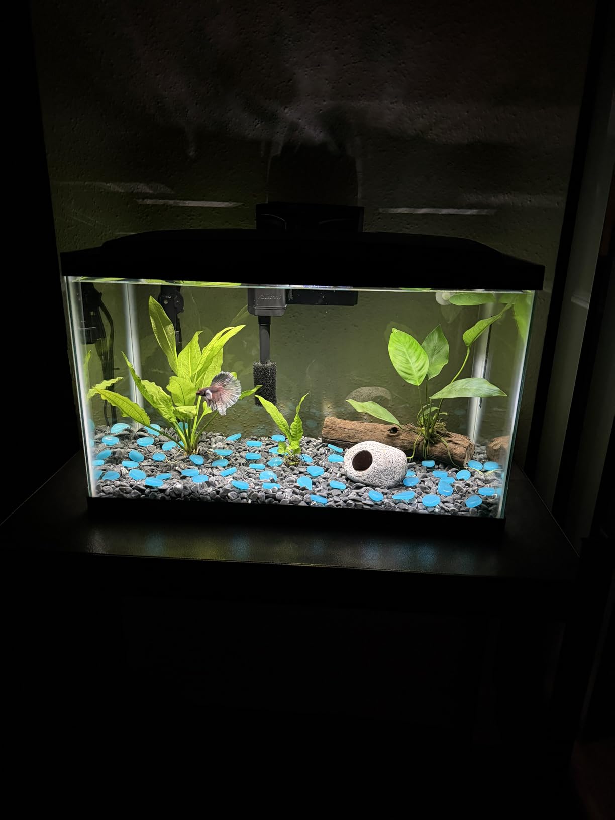 Aqueon Aquarium Starter Kit with Smart Clean Filtration and LED Lighting, Freshwater and Saltwater Fish, 20-Gallon customer photo 2