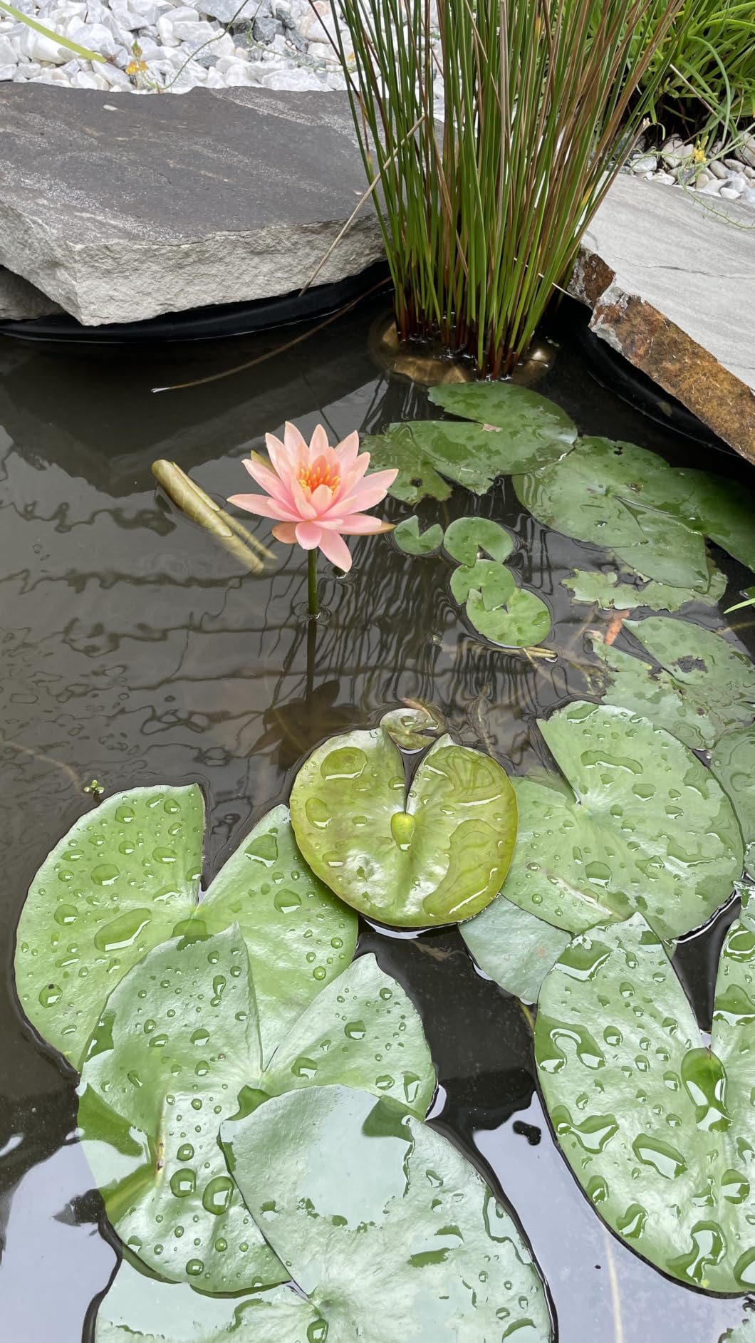 Water Lily Rhizomes Bundle - 3 Pre-Grown Hardy Lilies TUBERS in Pink, Yellow, Orange from AquaLeaf Aquatics customer photo 1