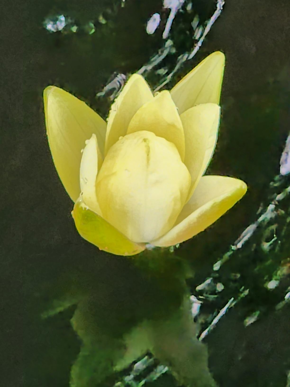 Water Lily Rhizomes Bundle - 3 Pre-Grown Hardy Lilies TUBERS in Pink, Yellow, Orange from AquaLeaf Aquatics customer photo 2