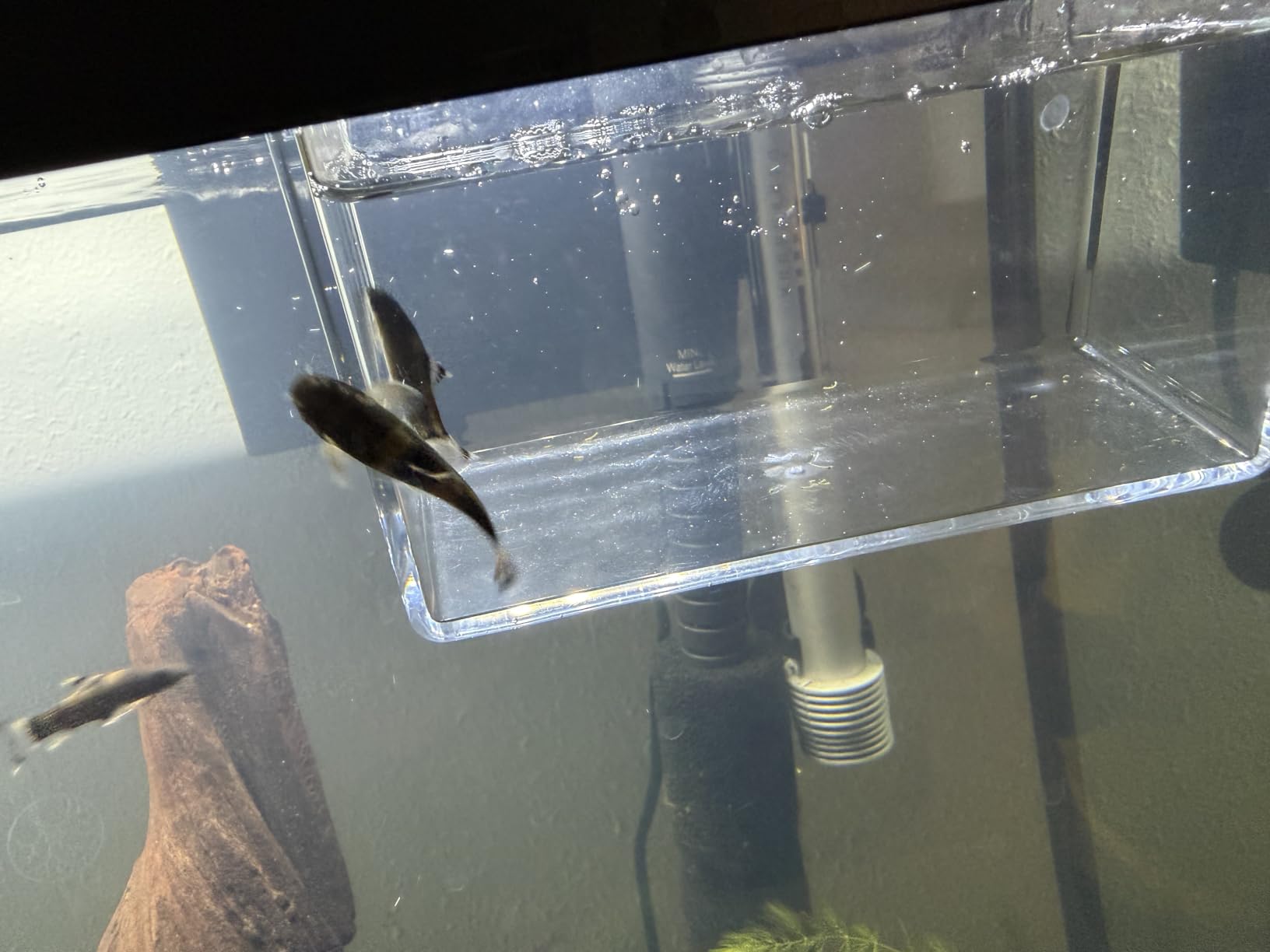 Drip Acclimation Container for Fish & Corals - Hanging Acclimation Box for Saltwater & Freshwater Aquariums, Small customer photo 1