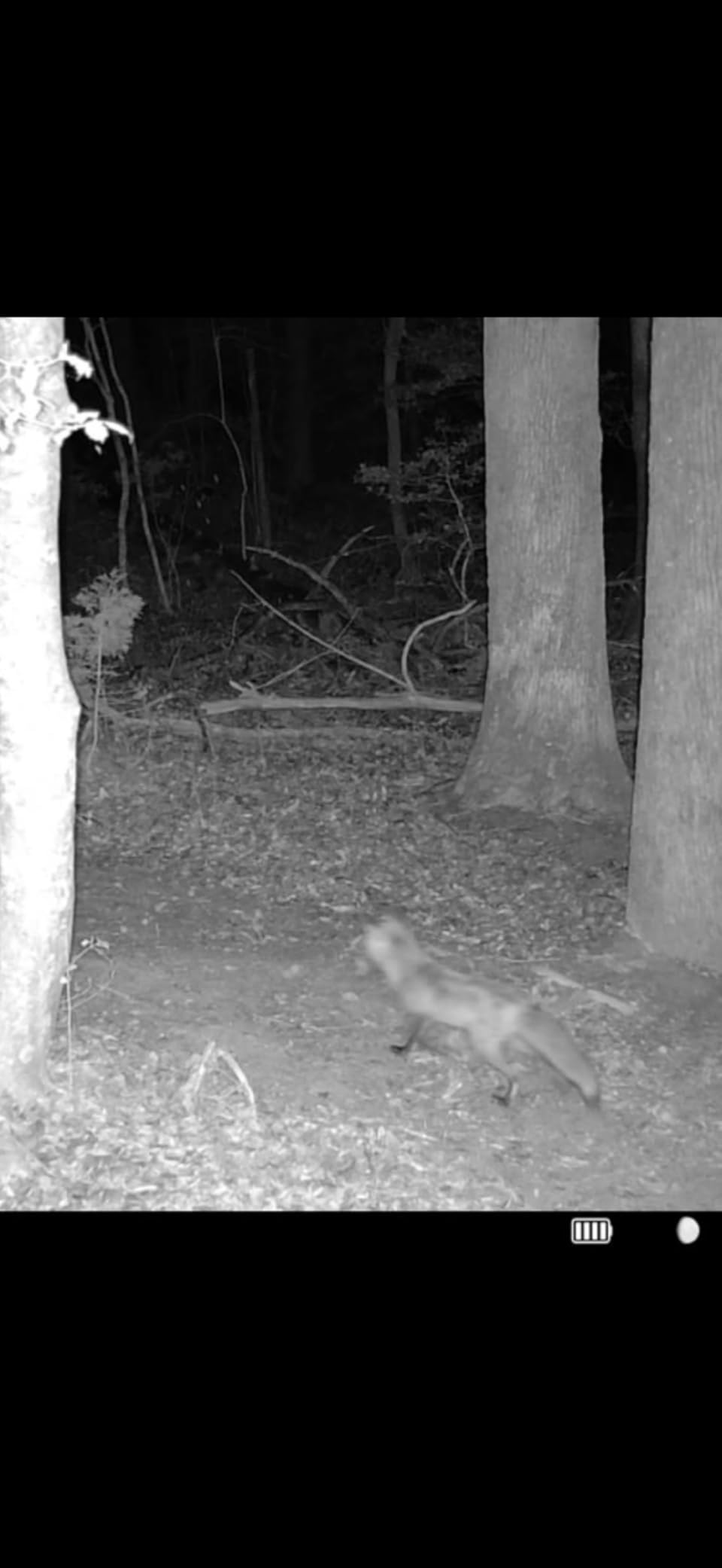 TACTACAM Reveal Ultra Cellular Trail Camera: 4K Photo, 1080p Video, Live View, GPS Tracking-Enabled, Switchable No-Glow/Low-Glow Flash, LTE Connectivity, LCD Screen - Best Hunting, Game Camera customer photo 2