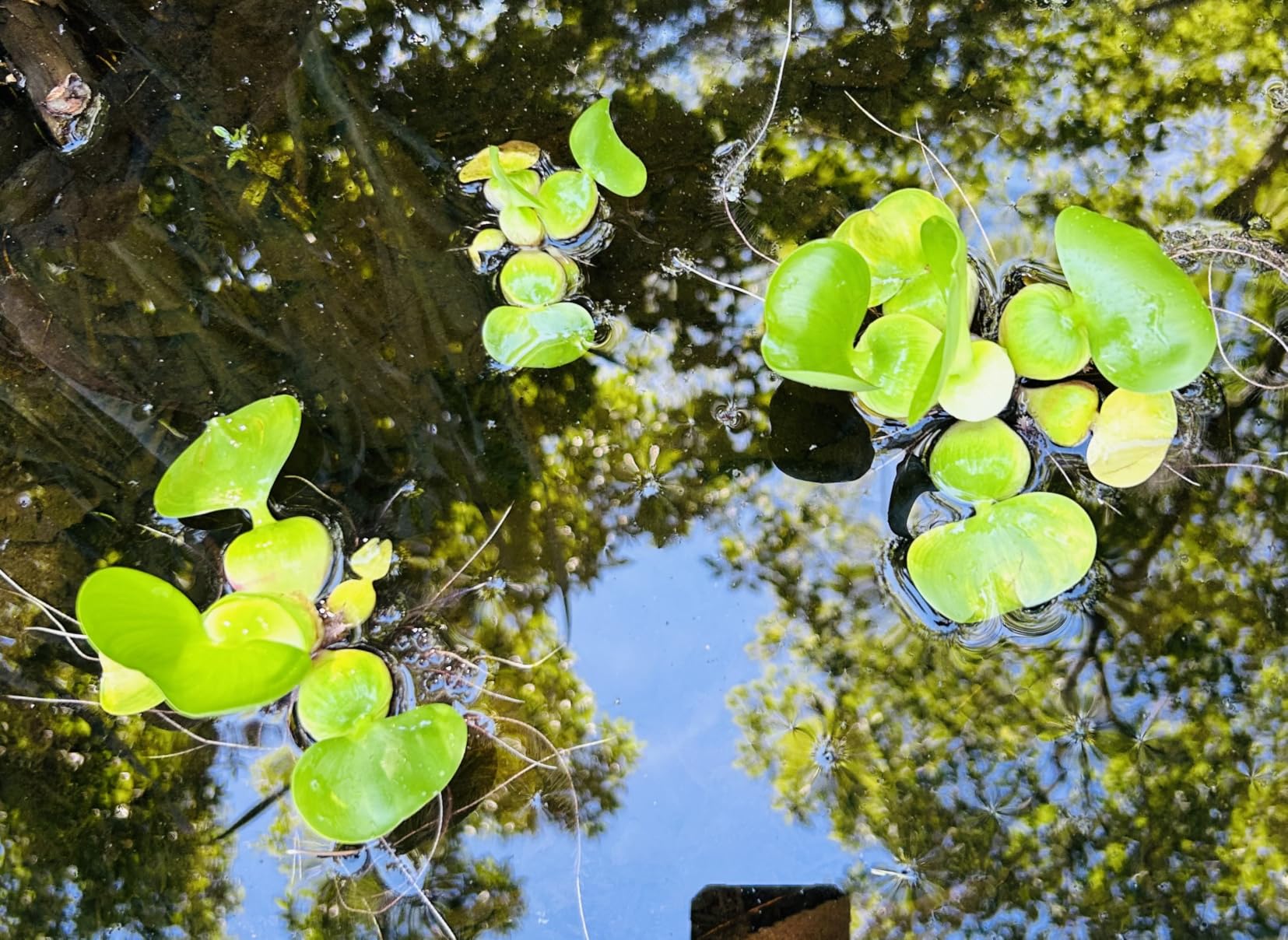 Water Hyacinth - Eichhornia crassipes - Live Plants for Pond, Floating Aquatic Garden Plants - 1 Plant customer photo 1