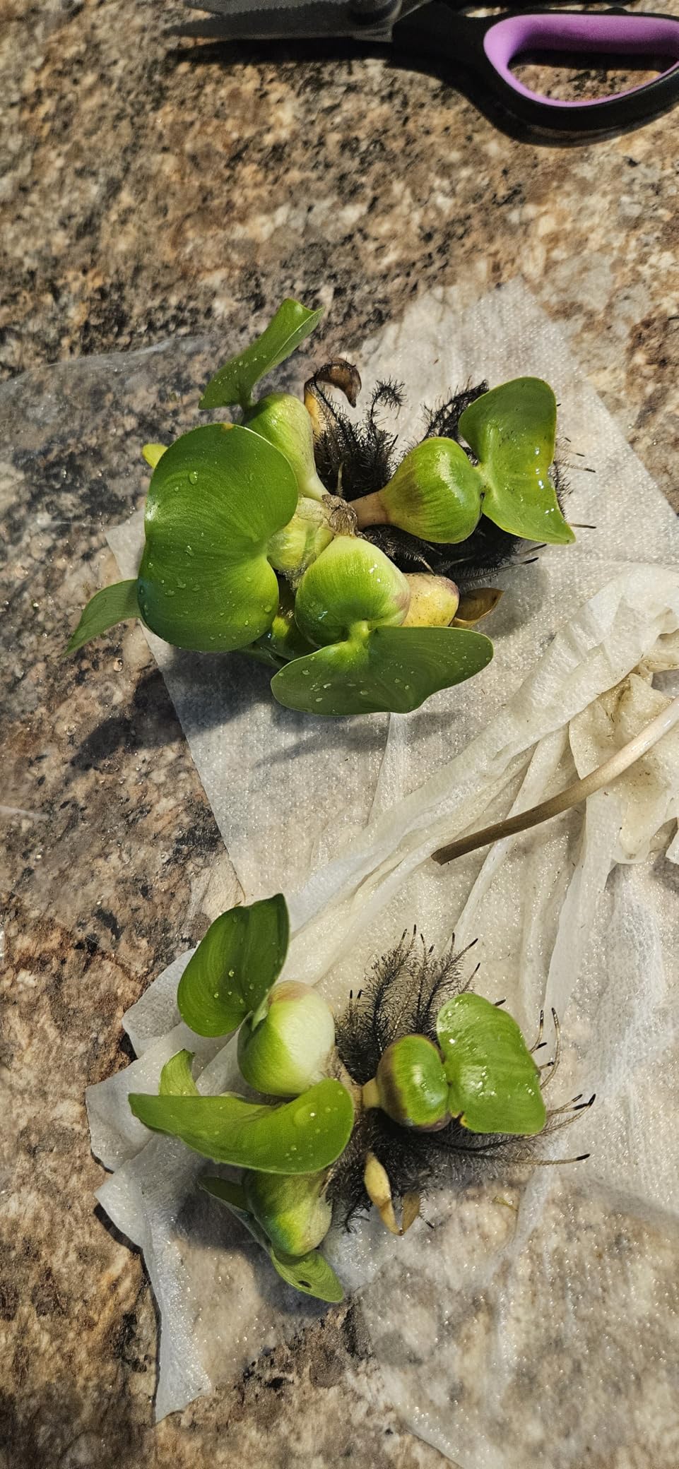 Water Hyacinth - Eichhornia crassipes - Live Plants for Pond, Floating Aquatic Garden Plants - 1 Plant customer photo 2