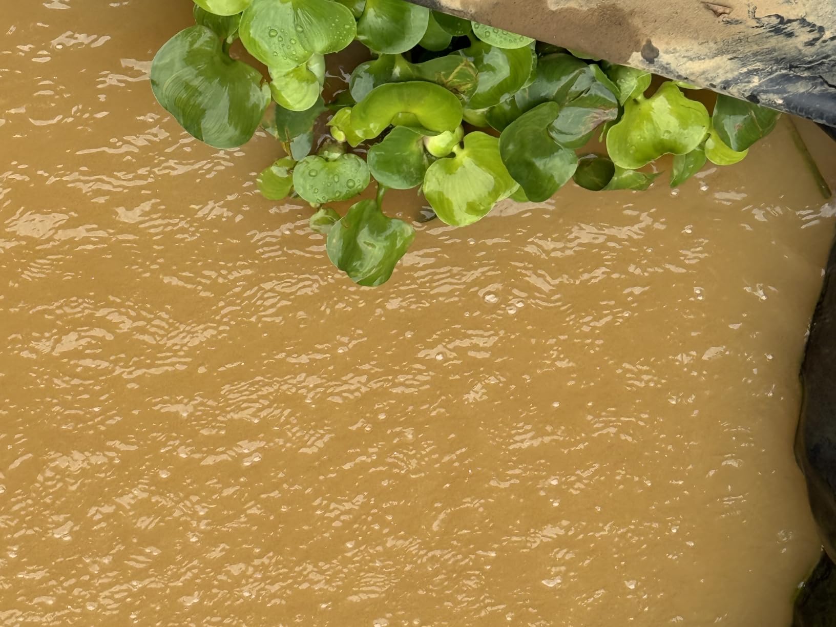 Water Hyacinth Floating Pond Plants Live Aquatic Plant Great for Koi Ponds Flowering and Fast Growing Hyacinths (3) customer photo 1