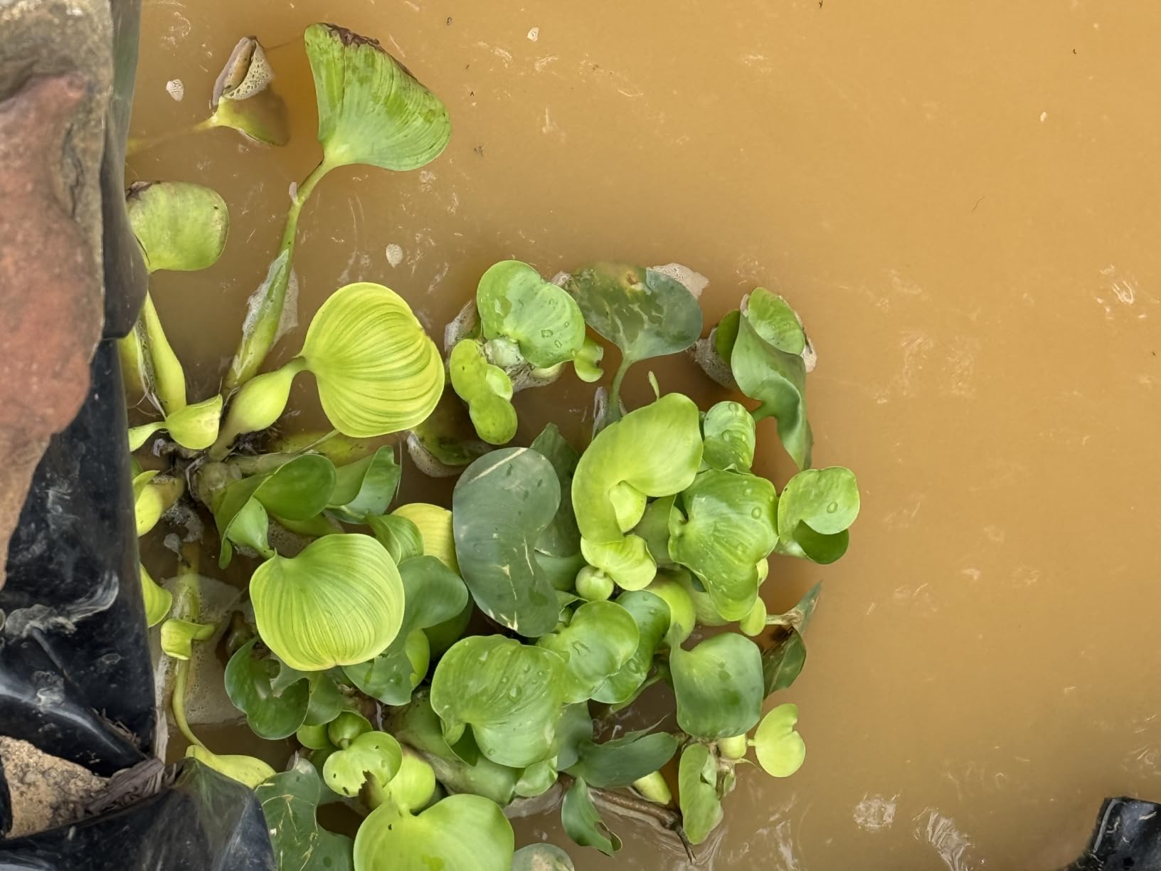 Water Hyacinth Floating Pond Plants Live Aquatic Plant Great for Koi Ponds Flowering and Fast Growing Hyacinths (3) customer photo 2