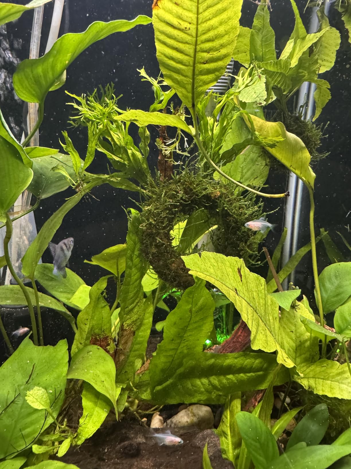 Instant Baby Brine Shrimp Fish Food - No Hatch High Protein Fry Food for Betta Guppy Discus Tropical Fish, 50ml customer photo 2