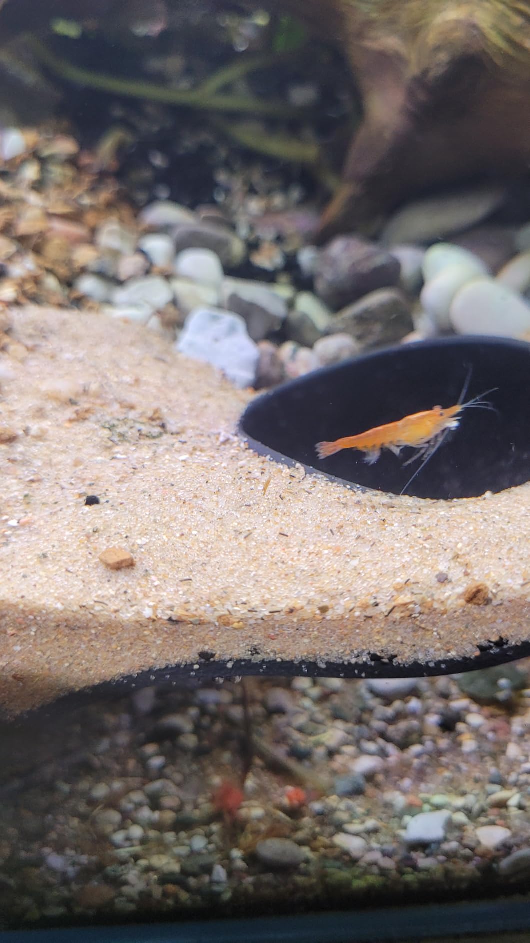 Aquarium Underground Corner Cave Natural Curve | Viewing Fish & Shrimp Under Gravel Tunnel | Fish Tank Decor Decoration Hideout Perfect for Corydora Catfish, Kuhli Loach, Pleco customer photo 2