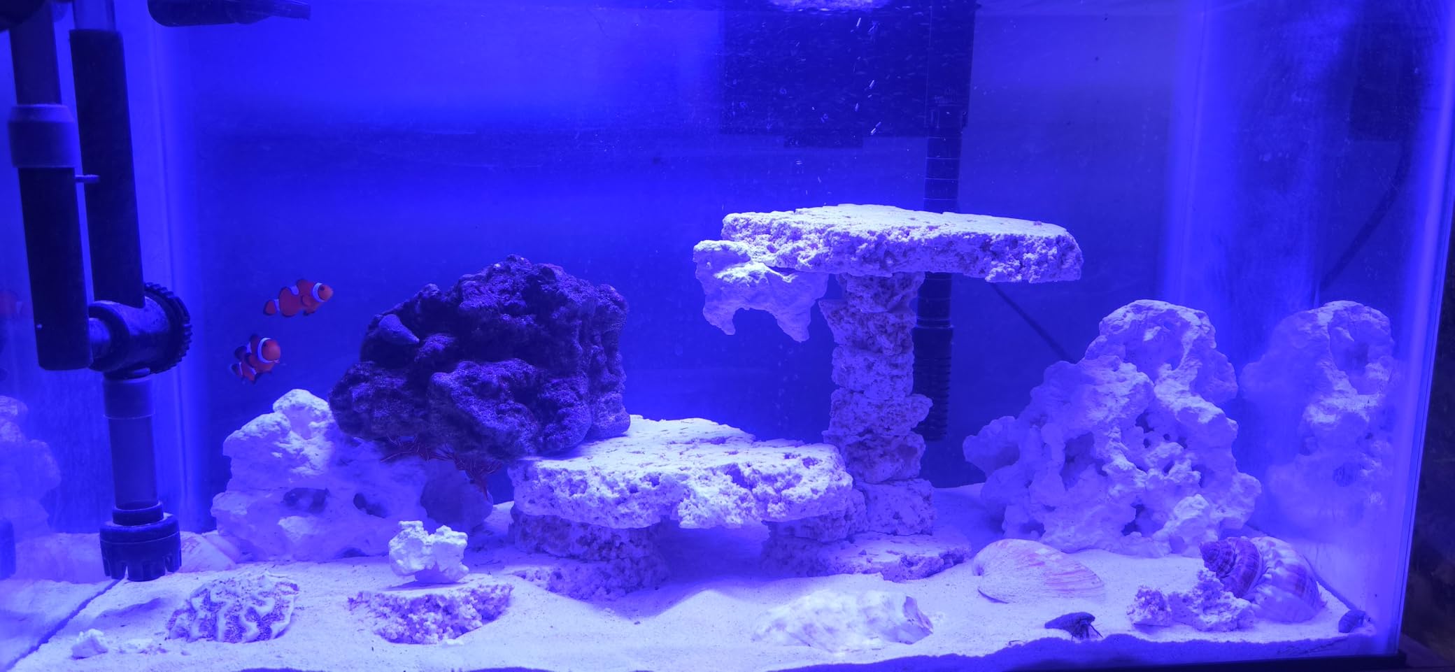 YZHZOM Dry Base Rock for Aquarium White Coral Ornament Sea Base Rocks for Aquarium Aquascaping (7lb, Mix Size & Shape) customer photo 1