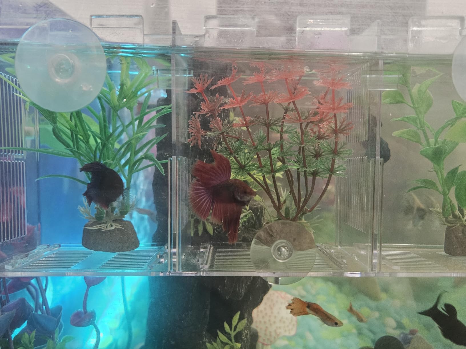 Triple-Chamber Aquarium Fish Breeder & Isolation Box, Transparent Hatching Incubator Tank with Suction Cups & Hook, Nursery for Livebearer Guppy Fry Breeding and Betta Fish, Shrimp Quarantine customer photo 1