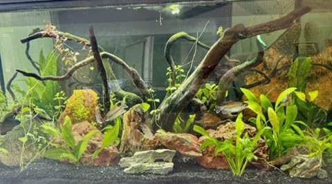 Digital Aquarium Water Test Kit, App-Enabled 10-in-1 Fish Tank Test Kit for Freshwater & Saltwater customer photo 1