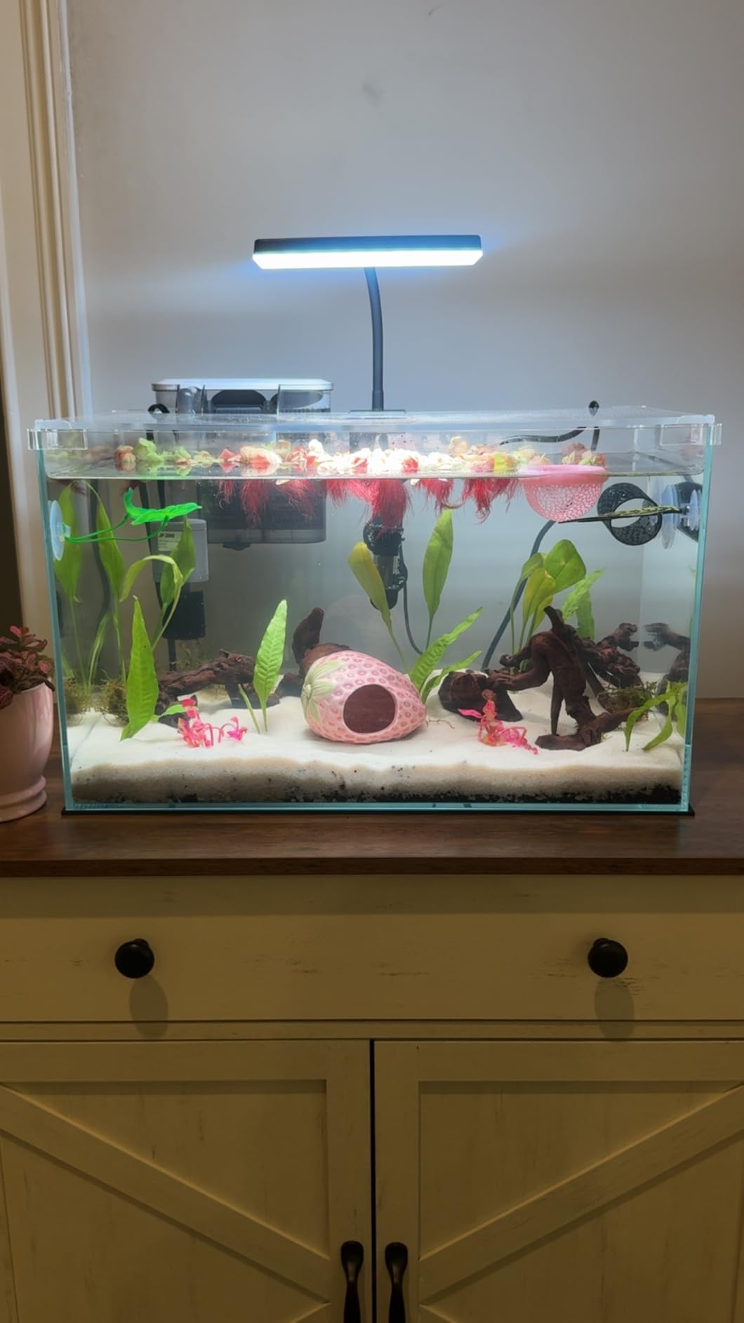 Vimvins 20 Gallon Glass Small Fish Tank, Betta Fish Tank Starter Kit with Filter, Lights customer photo 1