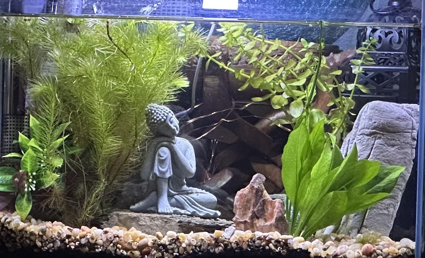 Vimvins 20 Gallon Glass Small Fish Tank, Betta Fish Tank Starter Kit with Filter, Lights customer photo 2
