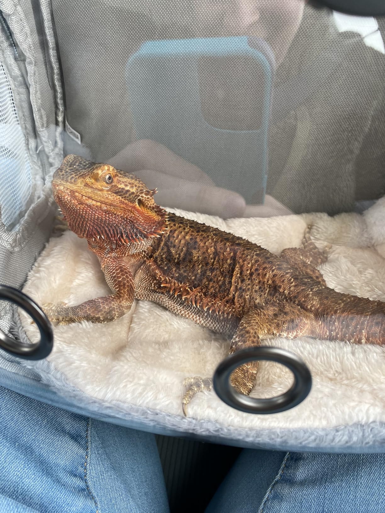 Bearded Dragon Carrier, Reptile Travel Bag with Built-in Thermometer Hygrometer, Breathable Small Animal Carrier with Clear View Window, Portable Guinea Pig Carrier for Gecko, Snake, Hamster customer photo 2