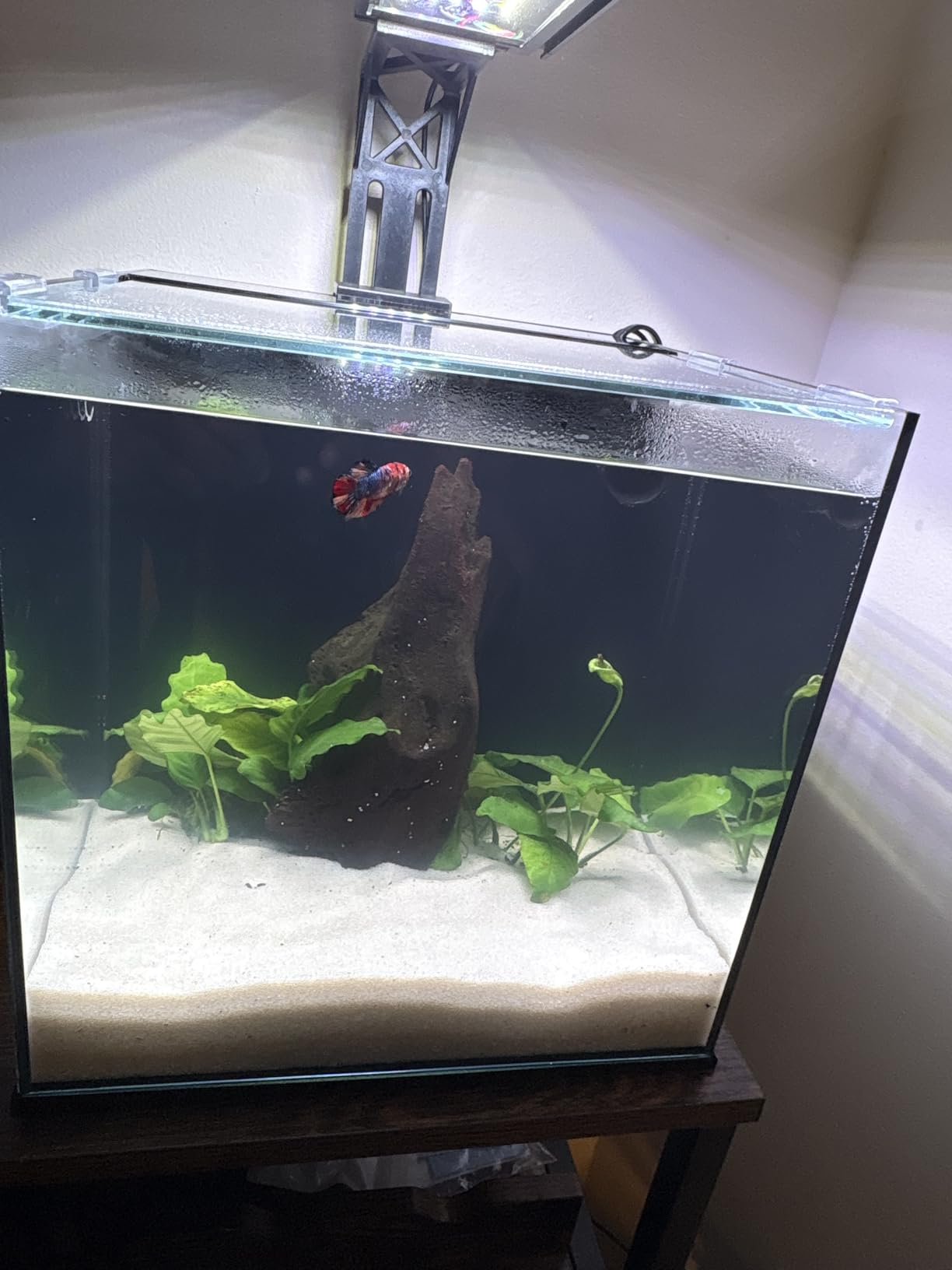 Ultum Nature Systems Dual AIO - Freshwater/Saltwater Compatible, All in One Rimless Tank with Triple Chamber Filtration System, Integrated Filter Aquarium with Leveling Mat - 6 Gallon, 45SA, Black customer photo 1