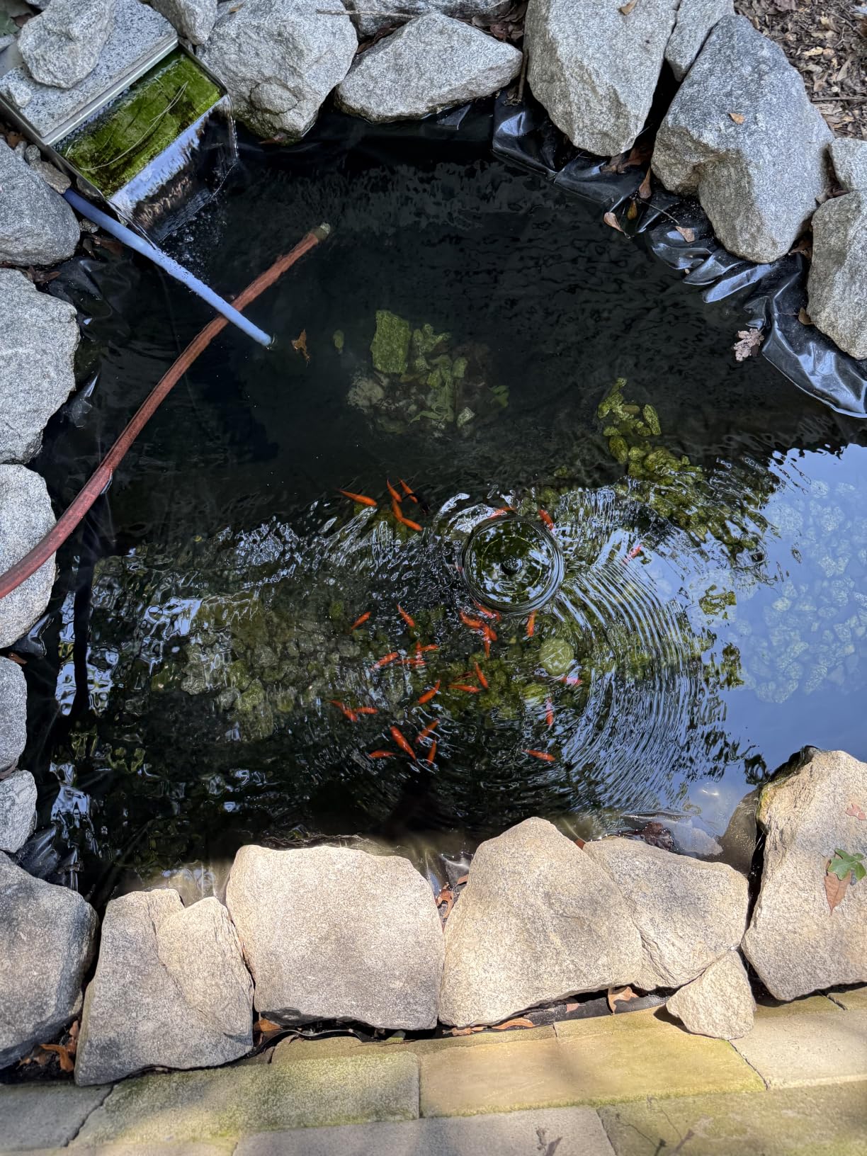 hygger 20W Pond & Aquarium U-V Light Water Clarifier for 100-1200 Gal | 254nm Wavelength, Dual Tube UV Light customer photo 1