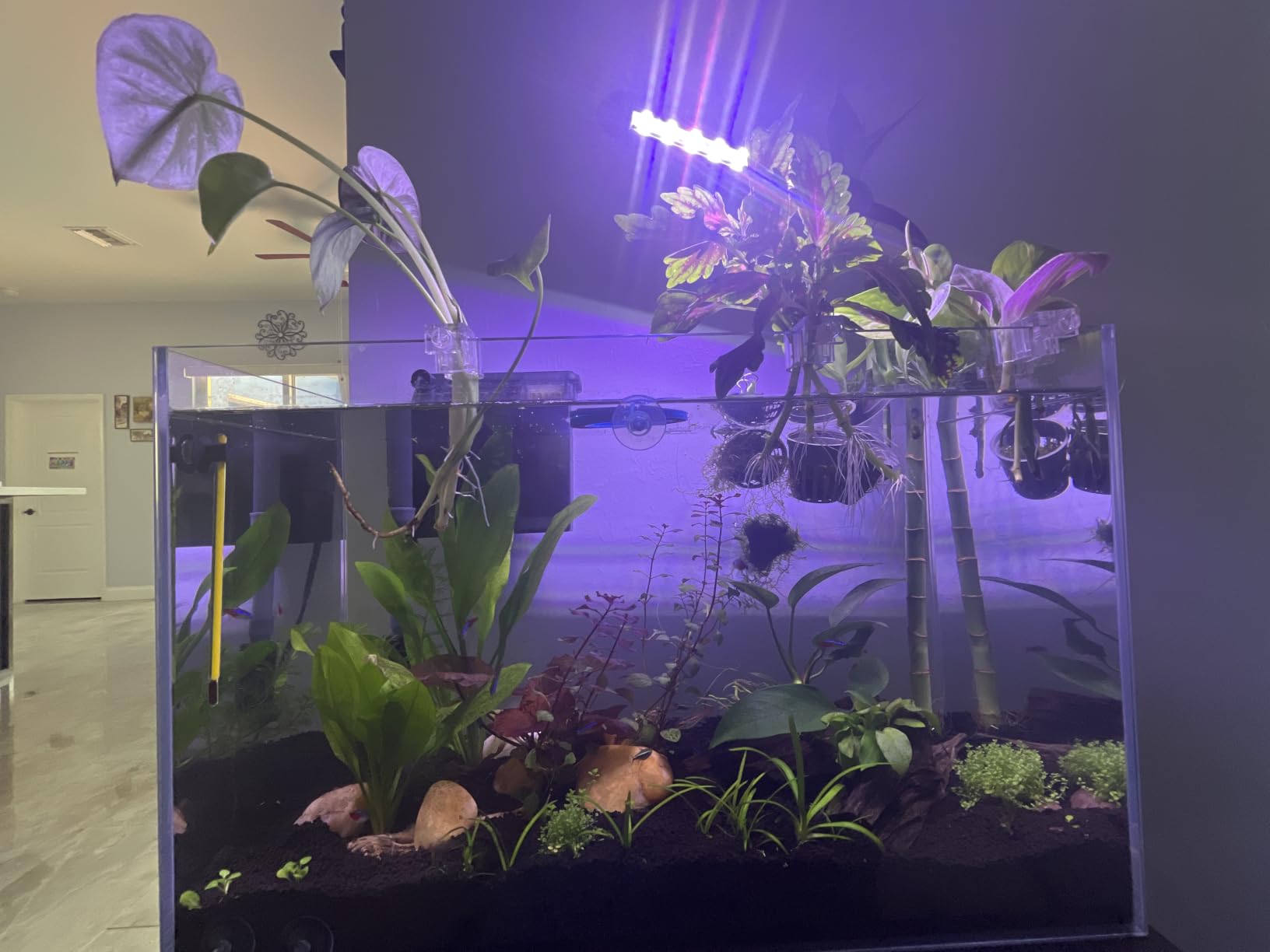 10-Gallon Ultra-Clear Glass Fish Tank Starter Kit, LED Light, Reusable 3-Stage Filter, Lid, Easy Maintenance Rimless Aquarium for Betta and Small Fish customer photo 1