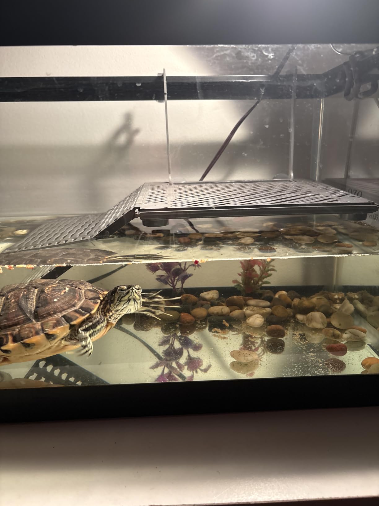 Upgraded Hanging Turtle Basking Platform with Ramp, Built-In Food Tray | Stainless Steel Hooks, Non-Slip Ramp, No Zip Ties, Heavy-Duty Turtle Dock for 30+ Gallon Aquariums (Fits Tanks 12+ In Wide) customer photo 1