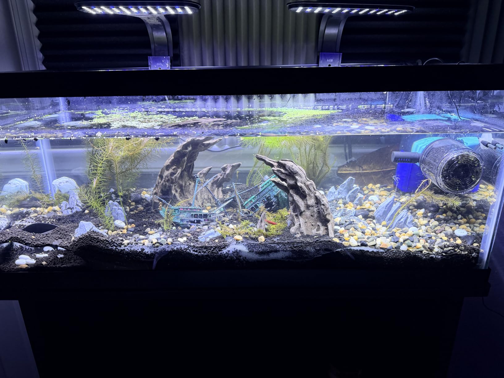 Aqueon Glass Aquarium Tank, 20 Gallon High Fish Tank, High-Clarity Glass Construction, Freshwater & Saltwater Compatible customer photo 1