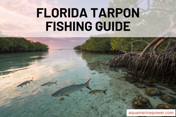 6 Best Tarpon Fishing Gear ([nmf] [cy]): Expert Guide & Reviews