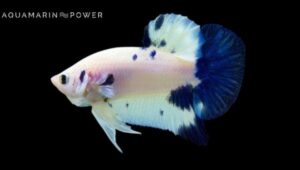 Plakat Betta Best Care Guide, Facts & Species Summary (%currentyear%)