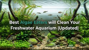 28 Best Algae Eaters will Clean Your Freshwater Aquarium |Updated| 2026