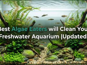 28 Best Algae Eaters will Clean Your Freshwater Aquarium |Updated| [cy]