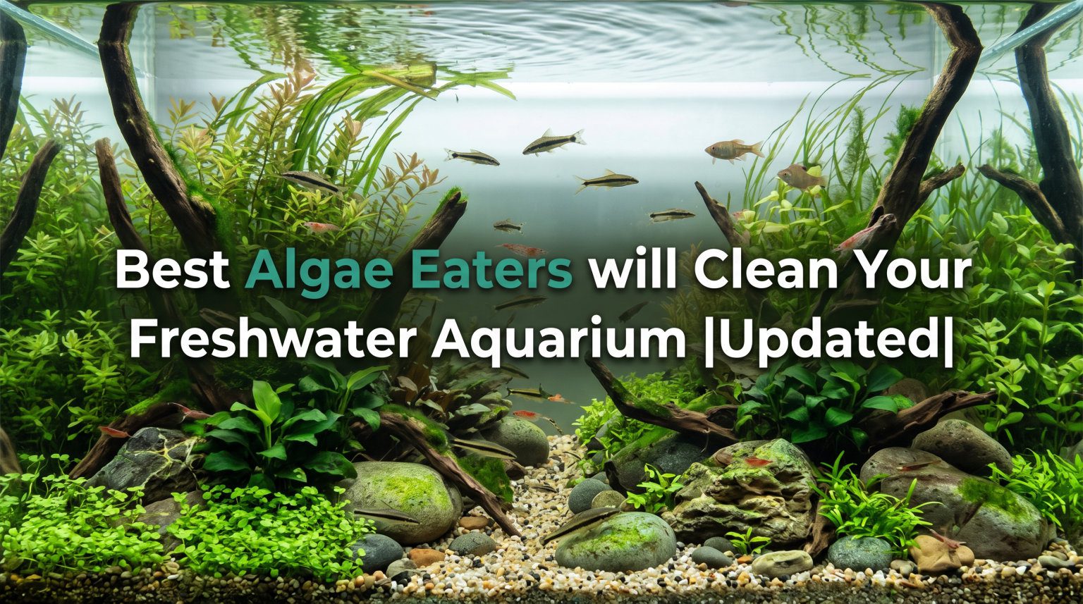 28 Best Algae Eaters will Clean Your Freshwater Aquarium |Updated| [cy]