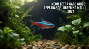 Neon Tetra Care Guide: Appearance, Breeding & All | %currentyear%