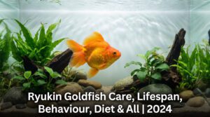 Ryukin Goldfish Care, Lifespan, Behaviour, Diet & All | %currentyear%