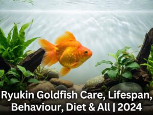 Ryukin Goldfish Care, Lifespan, Behaviour, Diet & All | %currentyear%