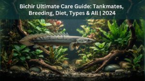 Bichir Ultimate Care Guide: Tankmates, Breeding, Diet, Types & All |%currentyear%